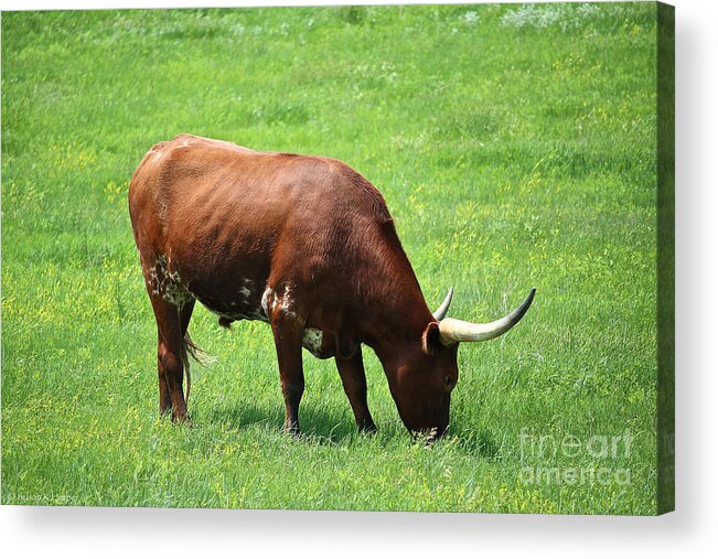 Long Horn Cow Acrylic Print featuring the photograph Red Rover by Susan Herber