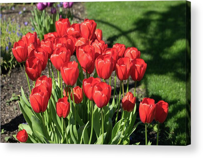 Red; Tulips; Springtime; Flowers; Bouquet; Skagit County; Spring; Farm; Fertile; Crops; Agriculture; Mt Vernon; Farmland; Plant; Grow; Cultivate; Harvest; Rural; Beauty; Washington; Skagit County Acrylic Print featuring the photograph Red Royalty by Tom Cochran