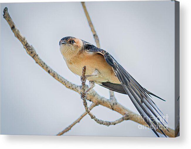 Animalia Acrylic Print featuring the photograph Red-rumped swallow by Jivko Nakev