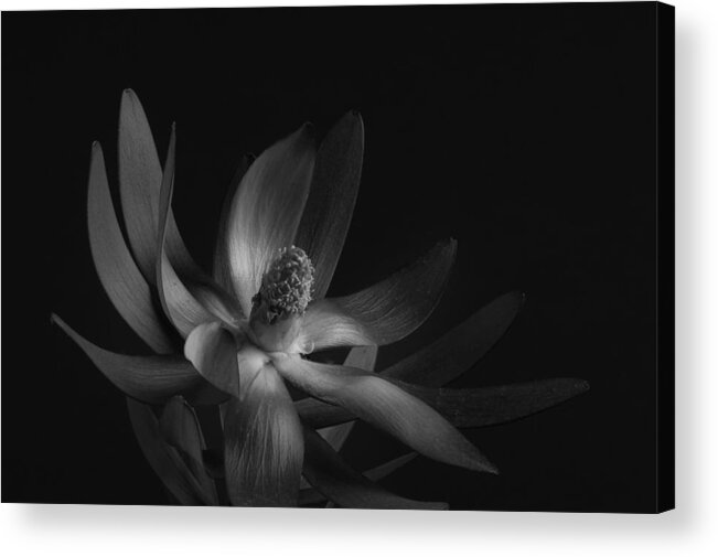 Flower Acrylic Print featuring the photograph Red Safari Sunset Proteaflora #5 by Catherine Lau