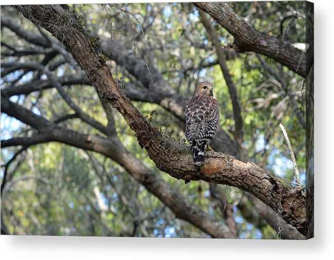 Red Shouldered Hawk Acrylic Print featuring the photograph Red Shouldered Hawk in Oak Tree by Aimee L Maher ALM GALLERY