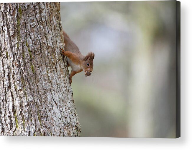 Red Acrylic Print featuring the photograph Red Squirrel Climbing Down A Tree by Pete Walkden