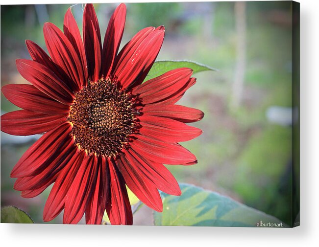 Red Acrylic Print featuring the photograph Red Sunflower by April Burton