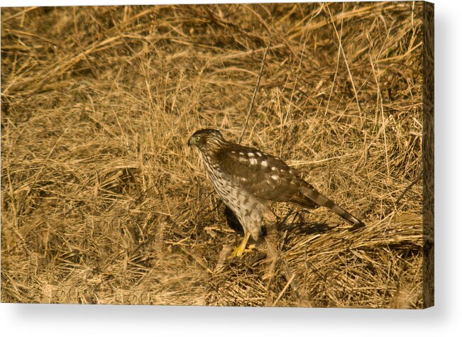 Red Acrylic Print featuring the photograph Red Tail Hawk Walking by Douglas Barnett