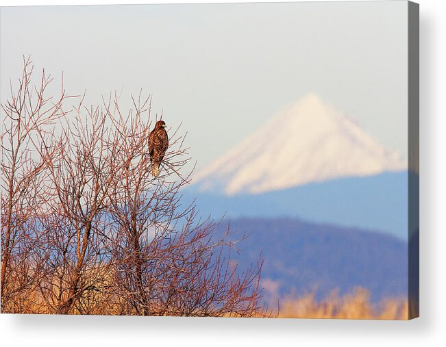 Red-tailed Hawk Acrylic Print featuring the photograph Red-tailed Hawk and Mount Shasta - Northern California by Ram Vasudev