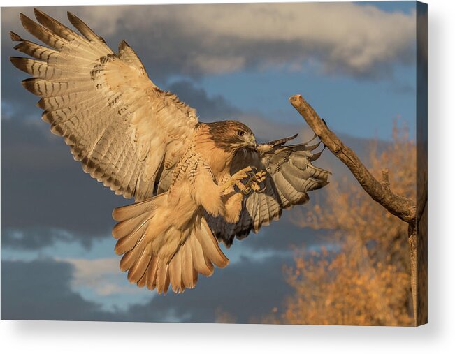 Red Tailed Hawk Acrylic Print featuring the photograph Red-tailed Hawk Focuses on the Landing by Tony Hake