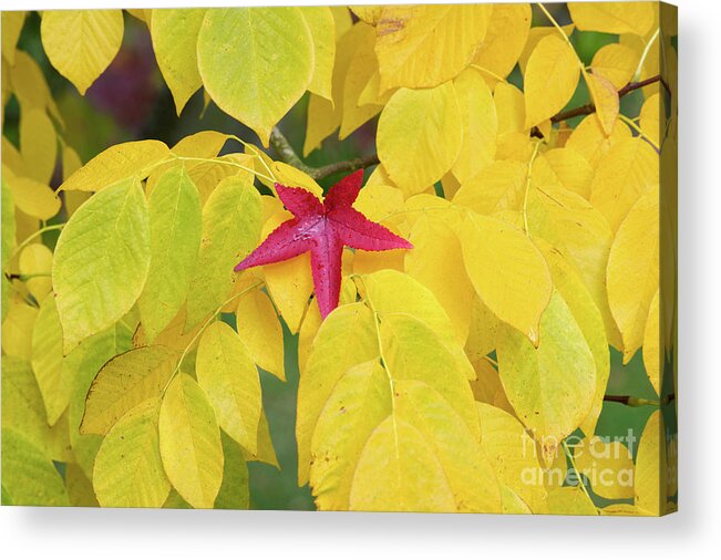 Cladrastis Kentukea Acrylic Print featuring the photograph Red by Tim Gainey