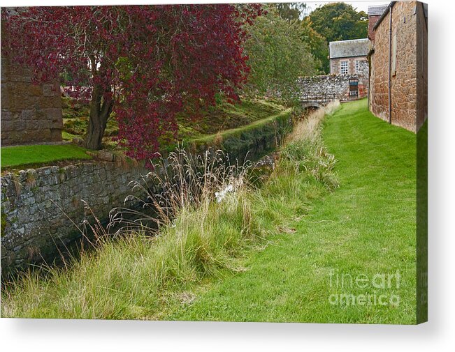 Red Tree Acrylic Print featuring the photograph Red Tree at the old water duct by Elena Perelman