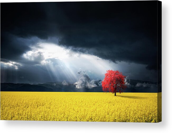 Autumn Acrylic Print featuring the photograph Red Tree on Canola meadow by Bess Hamiti