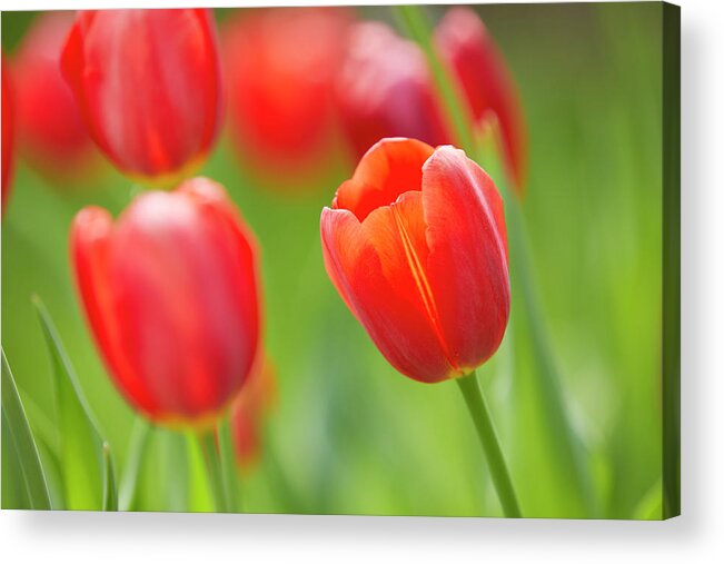 Garden Gate Acrylic Print featuring the photograph Red tulip by Garden Gate magazine