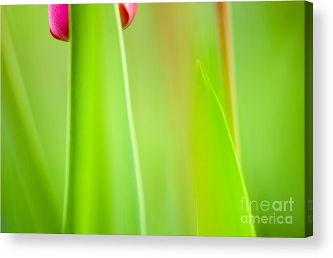 Flower Acrylic Print featuring the photograph Red Tulip by Silke Magino