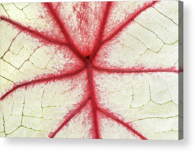 Coleus Acrylic Print featuring the photograph Red Veins of a Coleus Plant by Don Johnson