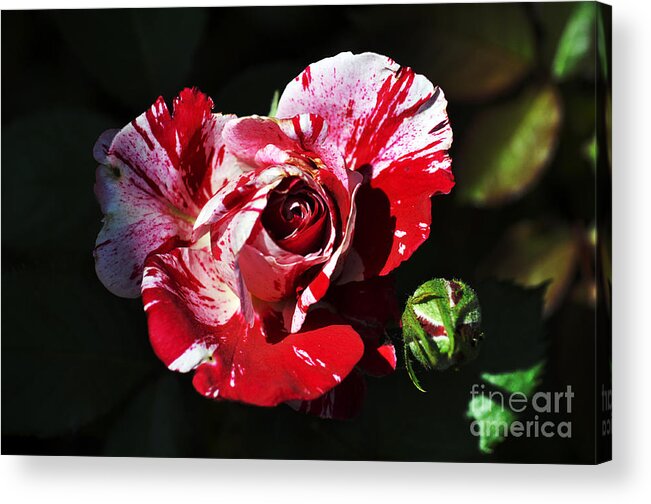 Clay Acrylic Print featuring the photograph Red Verigated Rose by Clayton Bruster