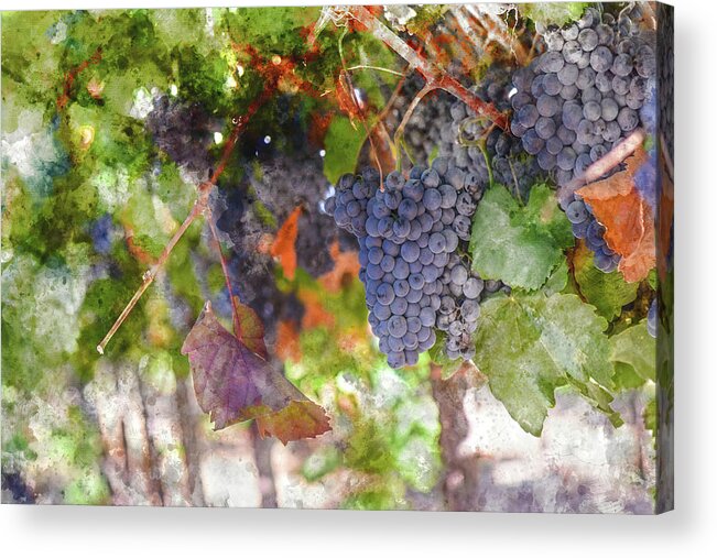 Red Wine Acrylic Print featuring the photograph Red Wine Grapes on the Vine in Wine Country by Brandon Bourdages