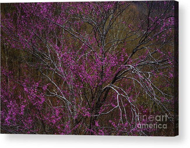 Spring Acrylic Print featuring the photograph Redbud in the Spring Woods by Thomas R Fletcher