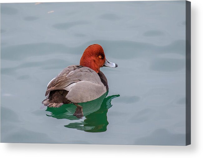 Canada Acrylic Print featuring the photograph Redhead 3 by Gary Hall