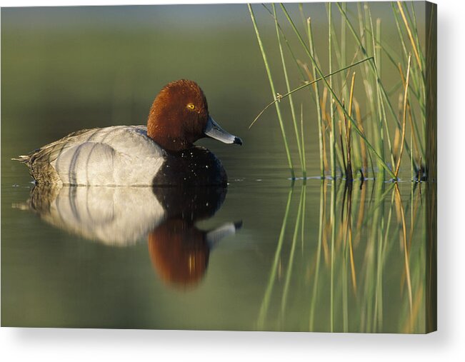 Mp Acrylic Print featuring the photograph Redhead Duck Aythya Americana Male by Tim Fitzharris