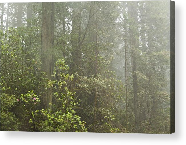 Redwoods Acrylic Print featuring the photograph Redwoods in Fog by Denise Dethlefsen