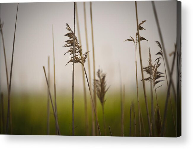 Minimalism Acrylic Print featuring the photograph Reeds in the Mist IV by Marianne Campolongo