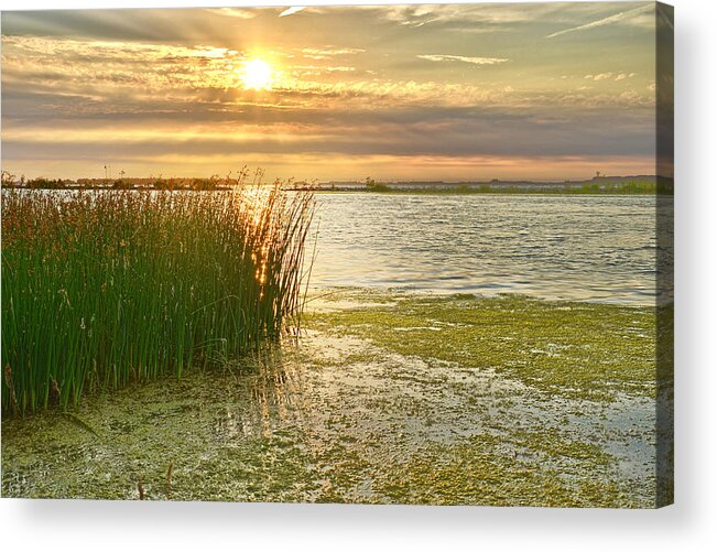 Reeds Acrylic Print featuring the photograph Reeds in the Sunset by Frans Blok