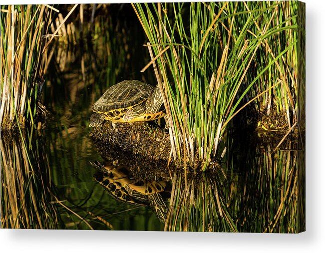 Reflection Acrylic Print featuring the photograph Reflect This by Douglas Killourie