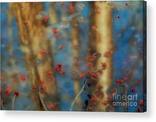 Trees Acrylic Print featuring the photograph Reflecting Gold Tones by Elizabeth Dow