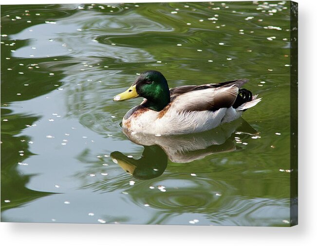 Aves Acrylic Print featuring the photograph Reflection by Craig Hosterman