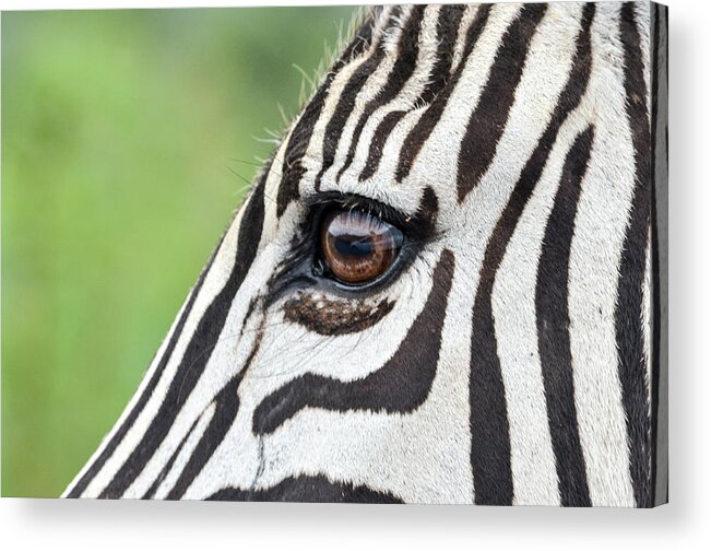 Zebra Acrylic Print featuring the photograph Reflection in a zebra eye by Gaelyn Olmsted