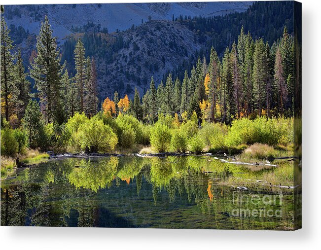 Eastern Sierra Acrylic Print featuring the photograph Reflections At The Beaver Pond by Mimi Ditchie