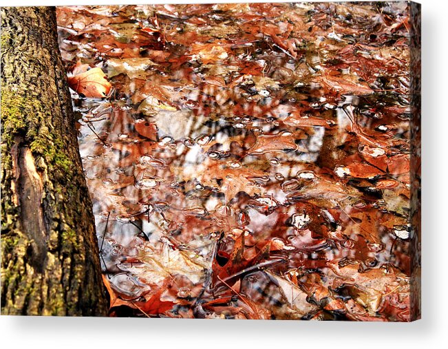 Leaves Acrylic Print featuring the photograph Reflections by Noah Bryant