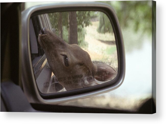 Deer Acrylic Print featuring the photograph Reflections of a Deer by Wanda Brandon