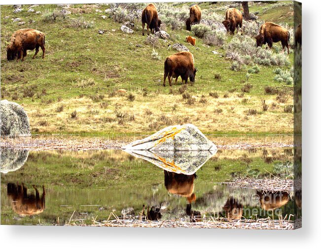 Bison Acrylic Print featuring the photograph Reflections Of The Bison Herd by Adam Jewell