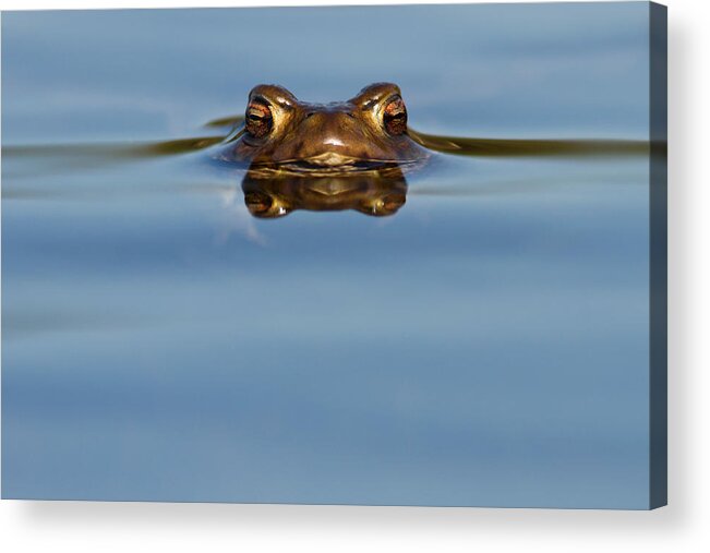 Adult Acrylic Print featuring the photograph Reflections - Toad in a Lake by Roeselien Raimond