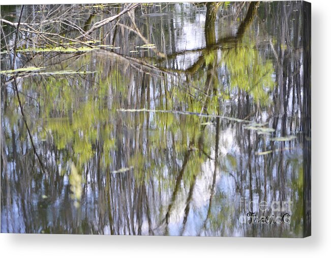 Swamp Acrylic Print featuring the photograph Reflective Listening by Traci Cottingham
