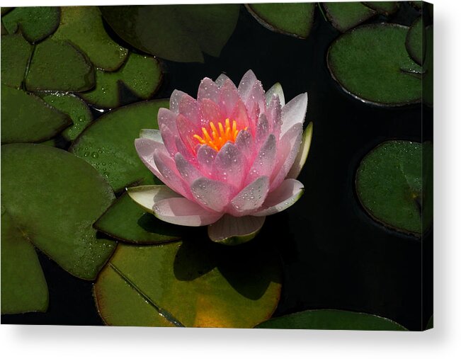 Water Lily Acrylic Print featuring the photograph Refreshing by Doug Norkum