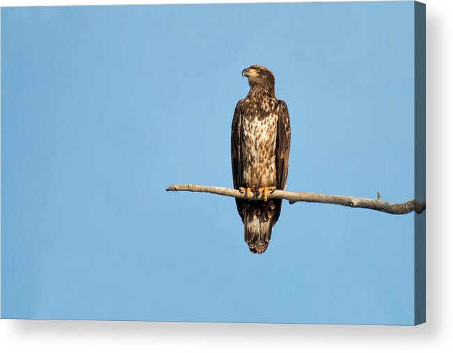 Wildlife Acrylic Print featuring the photograph Regal Eagle by Celine Pollard