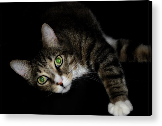 Cat Acrylic Print featuring the photograph Relaxation by Mike Eingle