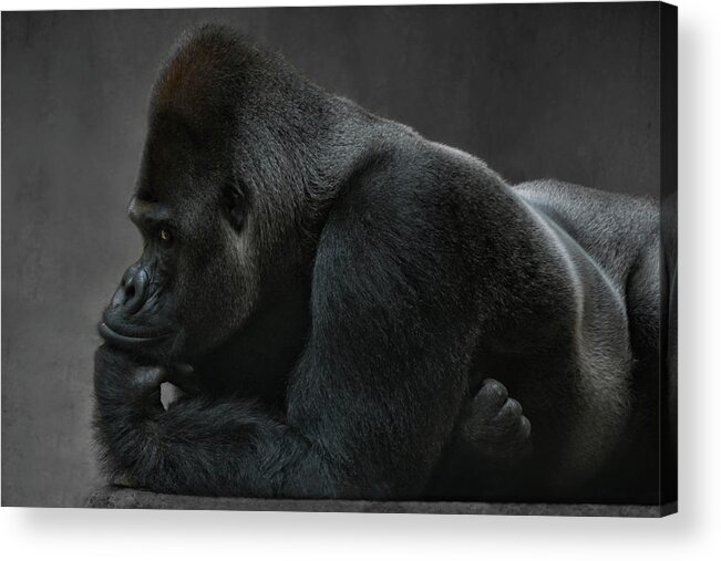 Portrait Acrylic Print featuring the photograph Relaxed Silverback by Joachim G Pinkawa