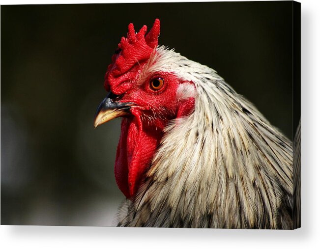 Rooster Acrylic Print featuring the photograph Renegade Rooster by Remmy Ar'emen