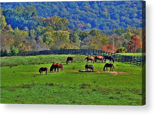 Horses Acrylic Print featuring the photograph Rescue Horses by Eileen Brymer