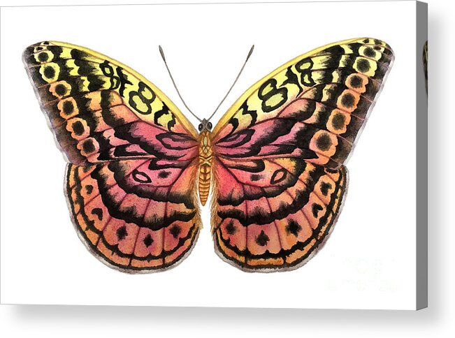 Butterfly Acrylic Print featuring the painting Resplendent Forester Butterfly by Lucy Arnold