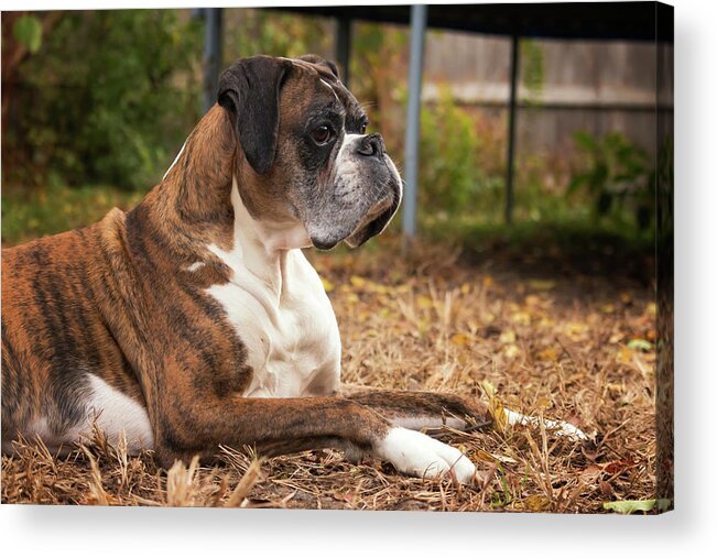 Age Acrylic Print featuring the photograph Resting Boxer by Travis Rogers