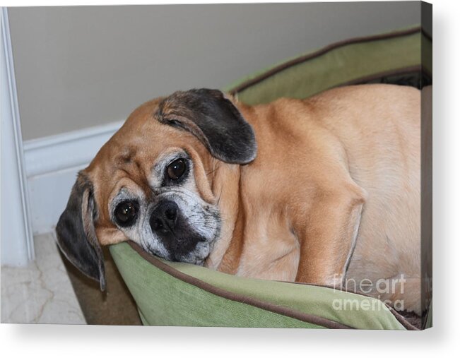 Dogs Acrylic Print featuring the photograph Resting Pooch by Lisa Kleiner