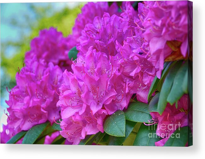 Rhododendron Acrylic Print featuring the photograph Rhododendron in pink by Eva-Maria Di Bella