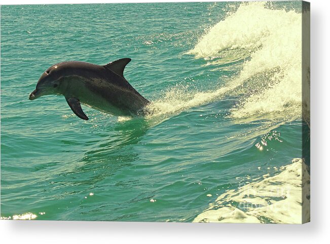 Dolphin Acrylic Print featuring the photograph Ride the Wave by Cassandra Buckley