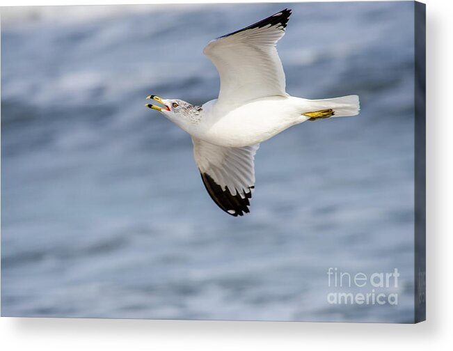 Ring-billed Seagull Acrylic Print featuring the photograph Ring-billed Seagull Looking for Attention by Debra Martz
