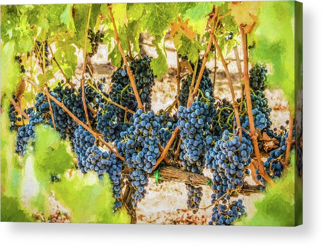 California Acrylic Print featuring the photograph Ripe Grapes on Vine by David Letts
