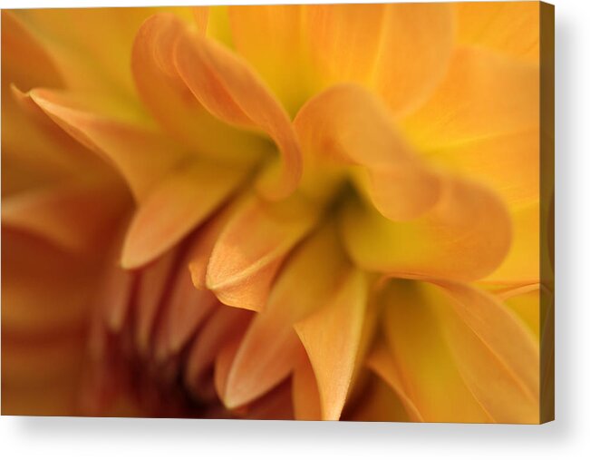 Dahlia Acrylic Print featuring the photograph Ripples Of Gold by Connie Handscomb