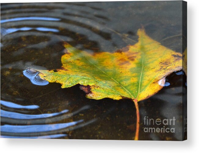 Rain Acrylic Print featuring the photograph Rippling by Dan Holm