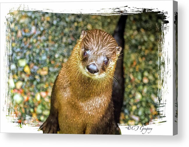 Cape Cod Acrylic Print featuring the photograph River Otter 1 by Constantine Gregory
